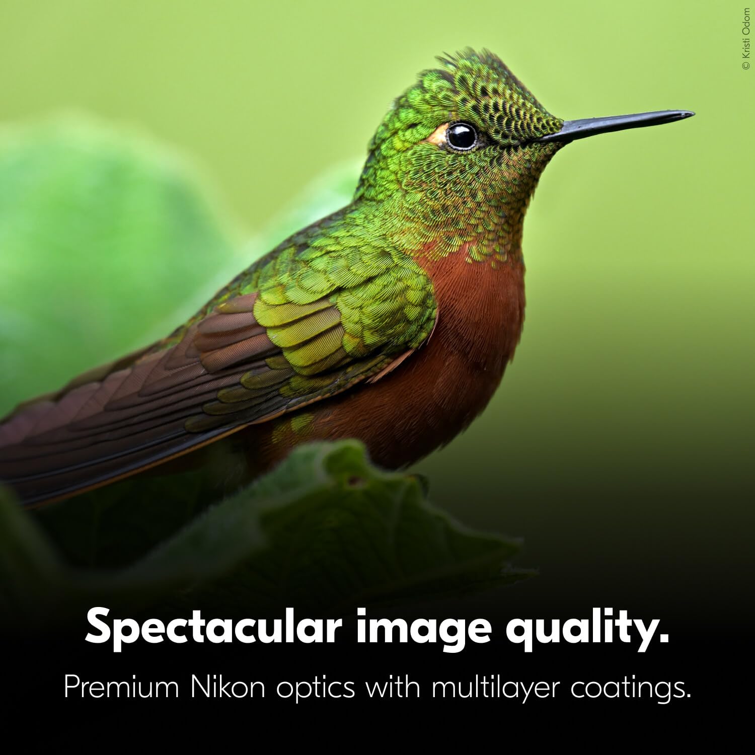 Nikon Monarch M5 10x50 Binoculars - FMC | ED | Nitrogen Filled | Waterproof | Fogproof 8 - Huligun.com Nikon Monarch M5 10x50 Binoculars - FMC | ED | Nitrogen Filled | Waterproof | Fogproof - Image 8